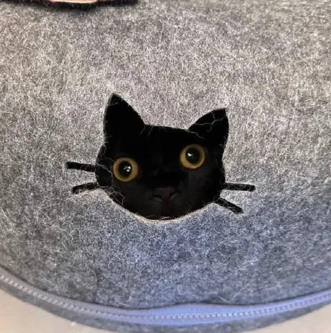 Чёрный кот выглядывает из дырки
