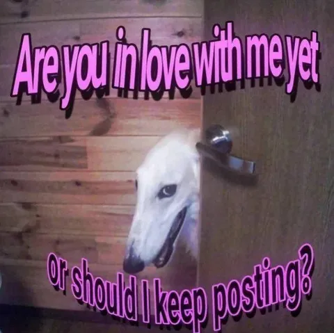 Dog Asking for Love