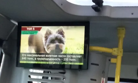 Самая грузоподъёмная собака