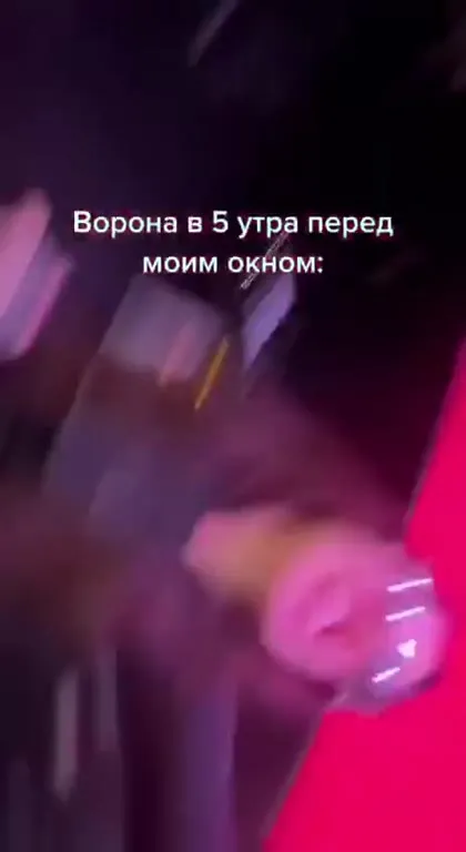 Ворона в пять утра перед окном