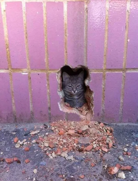 Кот пробил стену