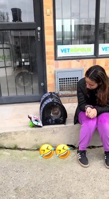 Кот прячется в мешке