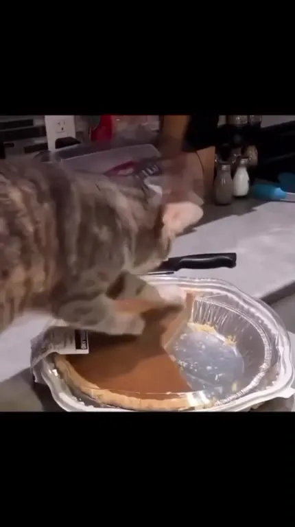 Коты делают всё по-своему