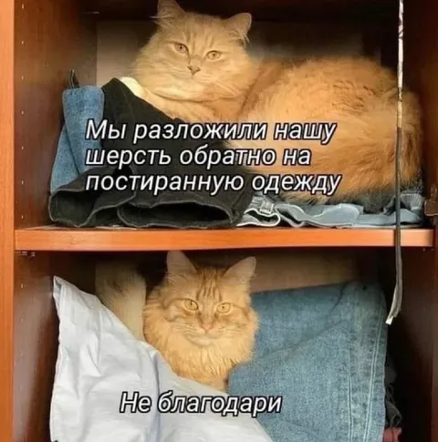 Кот вернул шерсть на одежду