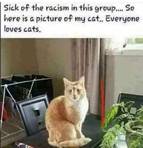 Racism Group Cat Distraction