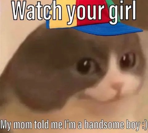 Handsome Boy Cat