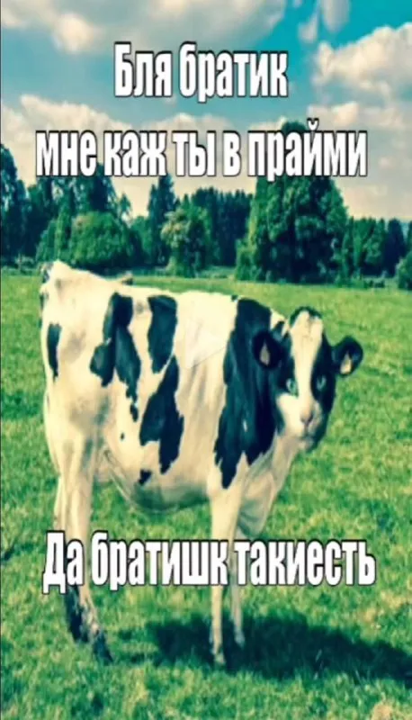 Корова в прайме