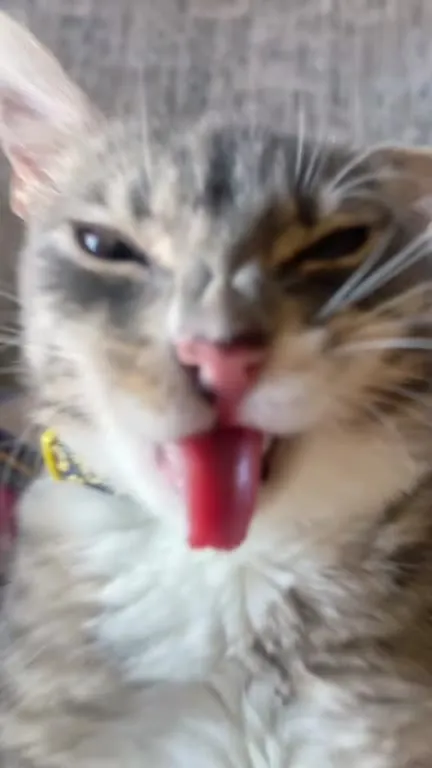 Кот с высунутым языком