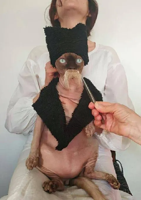Лысый кот в образе дедушки