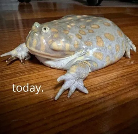Today Frog Mood
