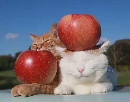 Коты с яблоками
