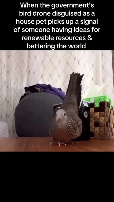 Government Bird Catches the Signal