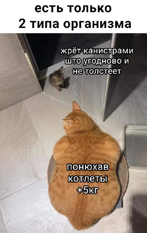 Два типа организма у котов
