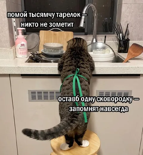 Кот моет тысячу тарелок