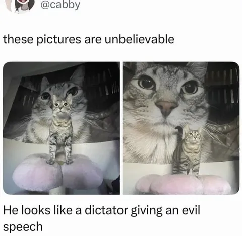 Cat Looks Like a Dictator