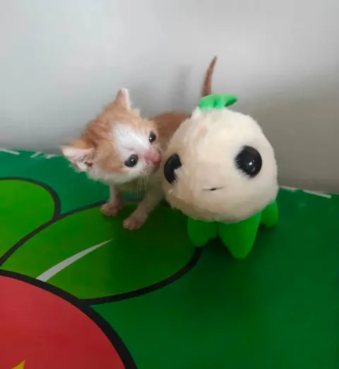 Котёнок и плюшевая игрушка