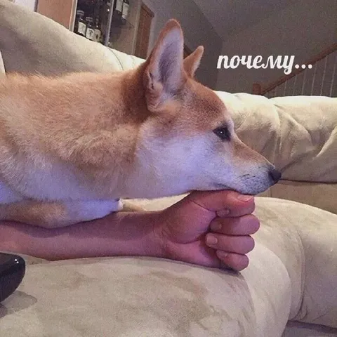 Почему собака лежит на руке