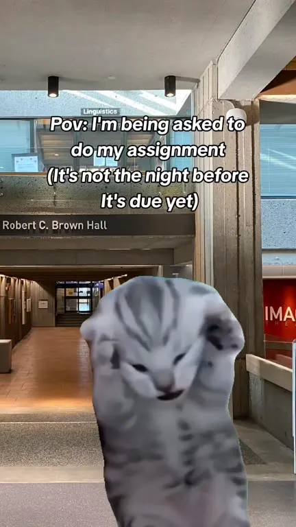Cat Asked to Do Assignment
