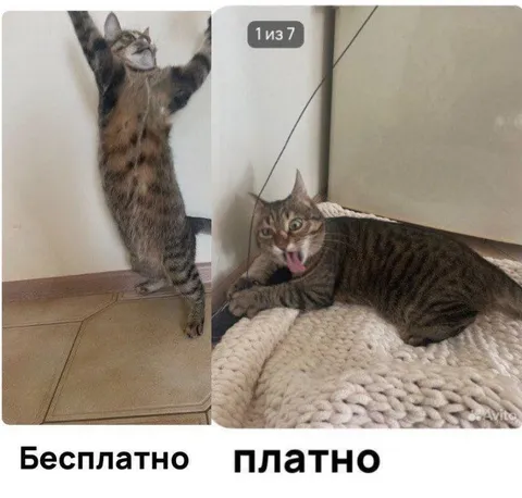 Бесплатно vs платно