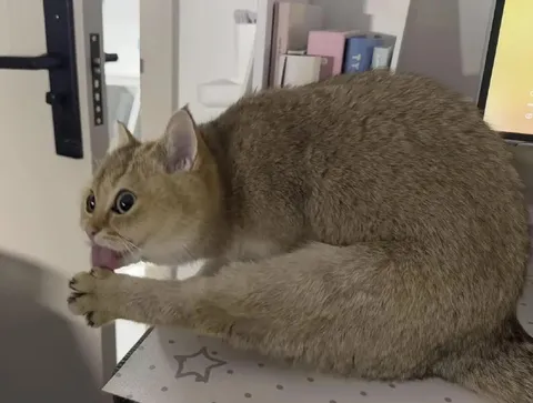Кот, который держится изо всех сил