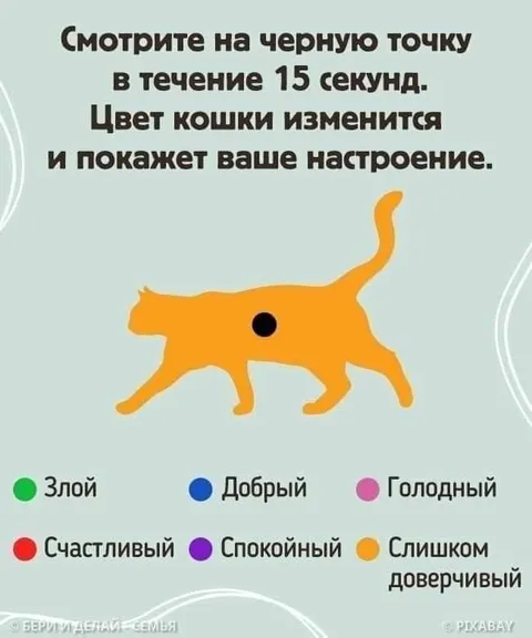 Кошка показывает настроение