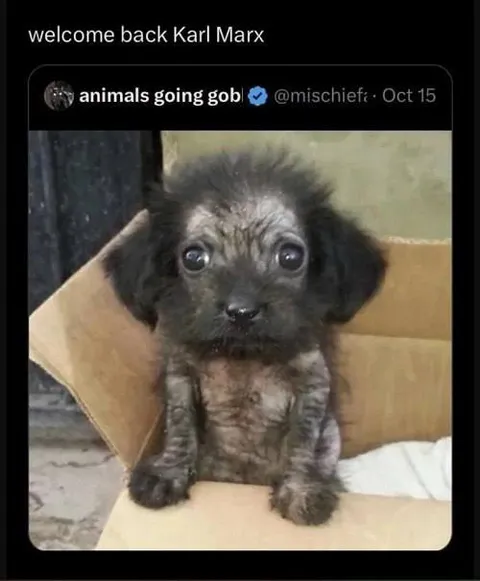Welcome Back Karl Marx Puppy