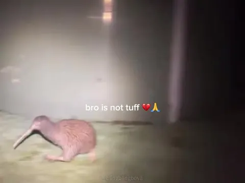 Kiwi Is Not Tuff