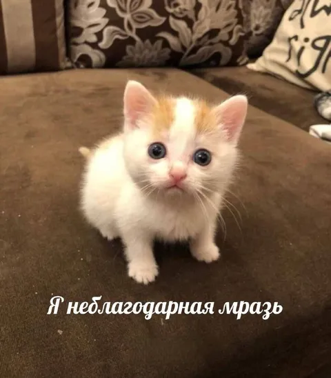 Я неблагодарная мразь