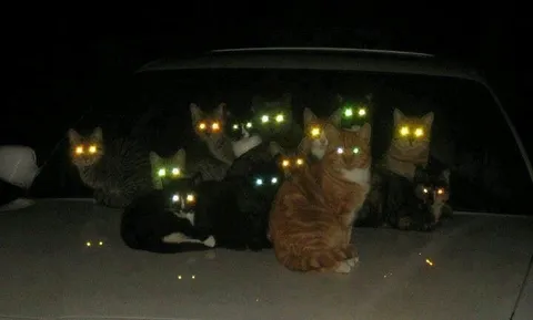 Коты со светящимися глазами