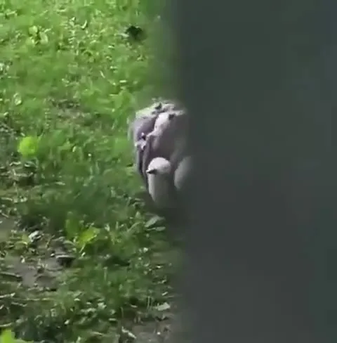 Опоссум везёт детёнышей
