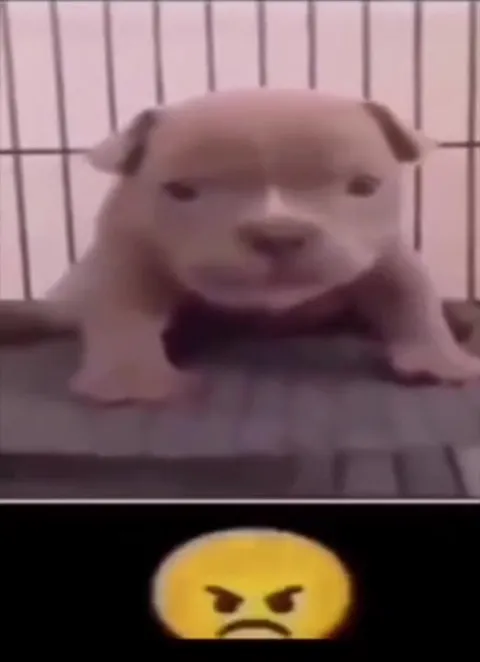 Щенок танцует под музыку