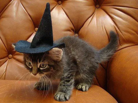 Котёнок в шляпе ведьмы