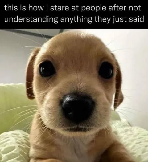 Puppy Stares in Confusion