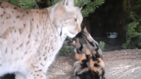 Рысь и кошка стали друзьями