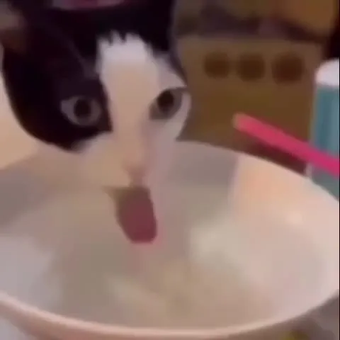 Кот с лицом в миске