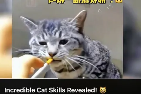 Incredible Cat Skills Revealed