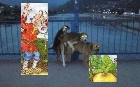Собаки нашли репку
