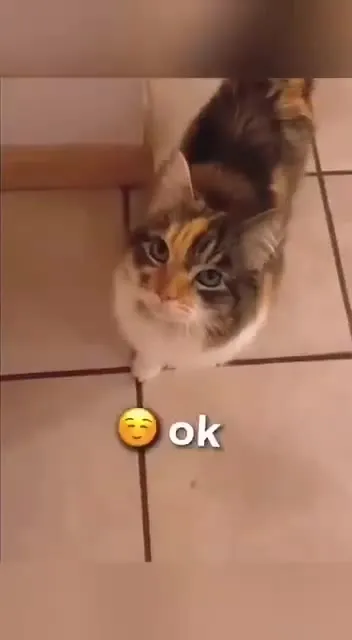 Cats Saying Hello Compilation