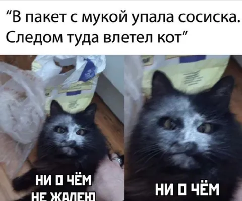 Кот в пакете с мукой