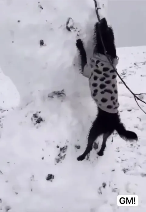 GM Cat Attacks Snowman