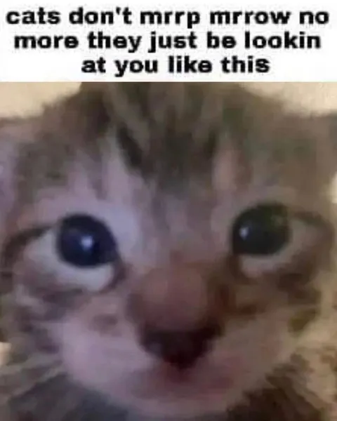 Cat Just Stares at You
