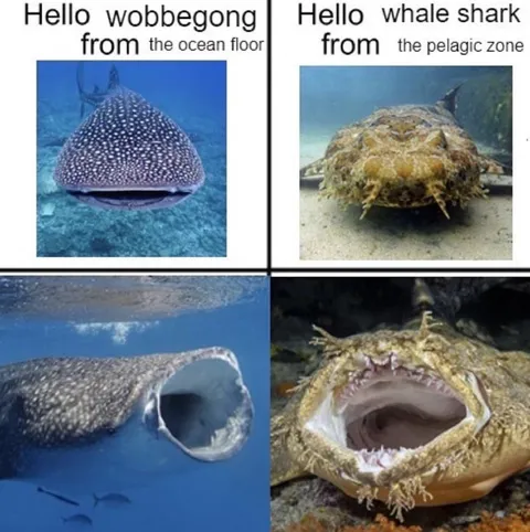 Wobbegong Meets Whale Shark