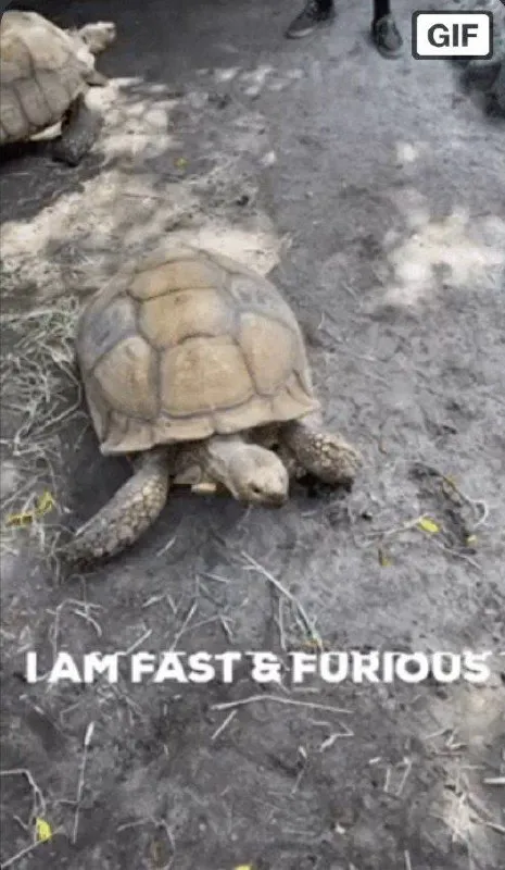 Fast and Furious Tortoise