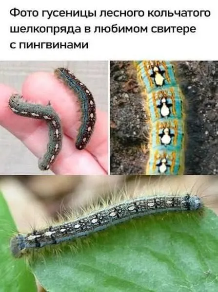 Гусеница в свитере с пингвинами