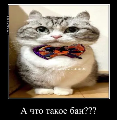 Кот узнал, что такое бан