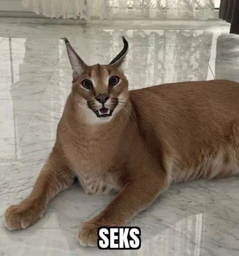 Рысь с надписью «SEKS»