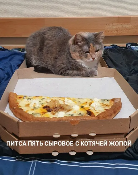 Питца с котячьей жопой