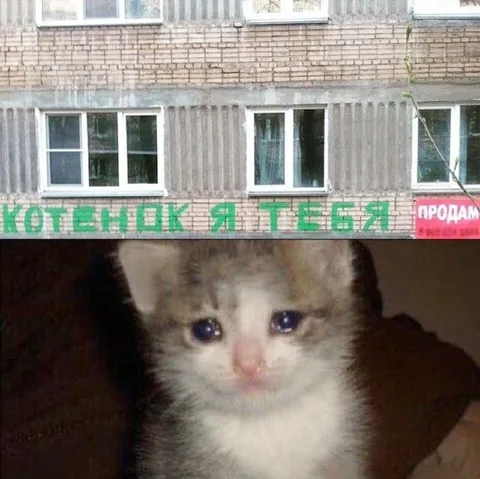 Котенок, я тебя продам