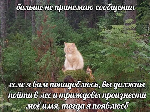 Кот больше не принимает сообщения