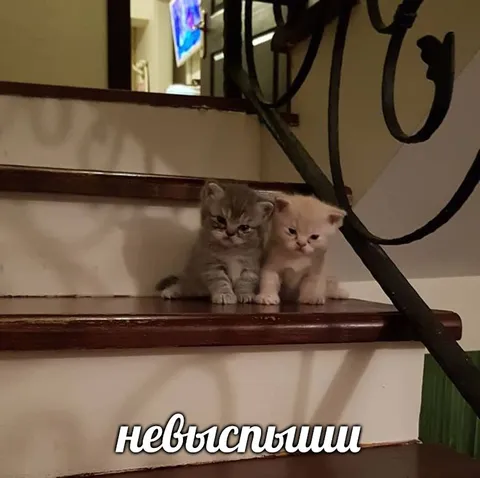 Невыспавшиеся котята на лестнице
